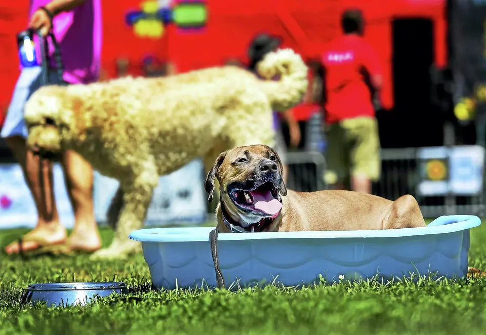 Here's how to keep your pets safe as CT deals with days of dangerous heat